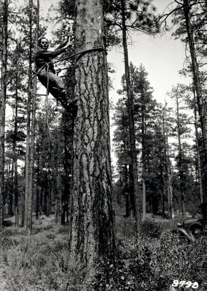 A forester climbing a tall pine with spurs and rope in a 1933 Oregon forest