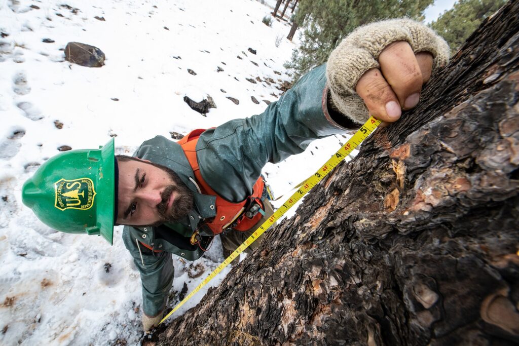 A Forest Service forester measuring a pine trunk with a diameter tape