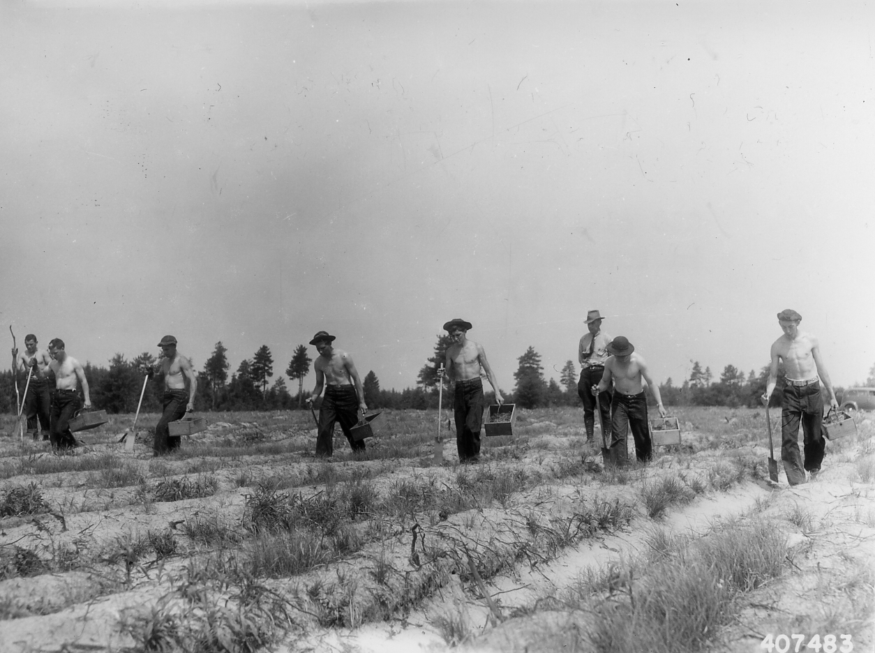 A Civilian Conservation Corps crew walking a field in a line, planting pine seedlings
