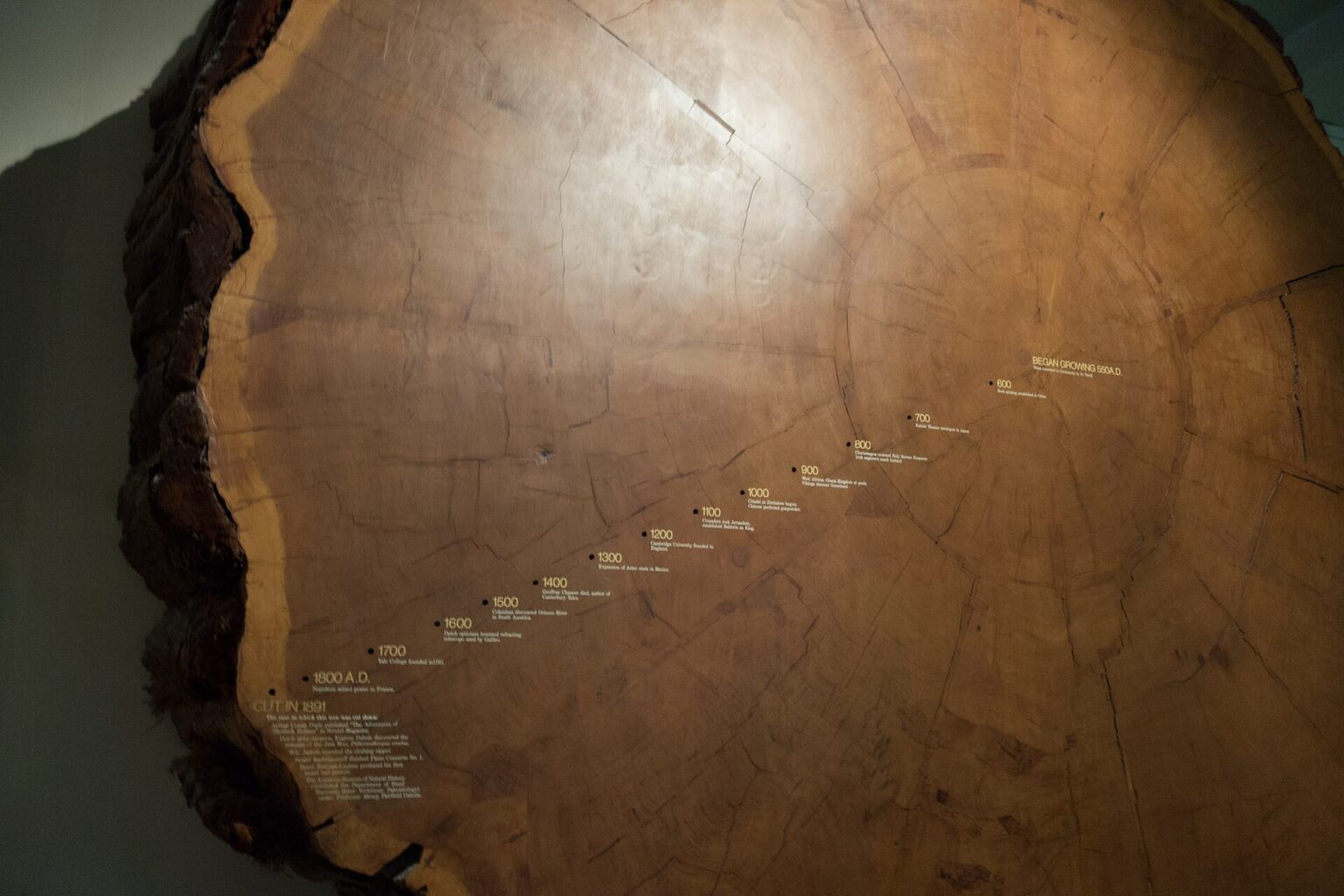Growth rings on the cut face of a very old tree, marked with dates